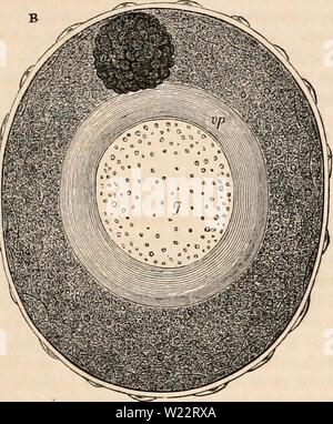 Image d'archive à partir de la page 108 de la cyclopaedia de l'anatomie et. La cyclopaedia de l'anatomie et physiologie cyclopdiaofana05todd Année : 1859 Formation de l'ovule de l'ovaire dans la grenouille. A et B. représentations grossie d'un follicule ovarien et son contenu dans un stade précoce de la formation de l'ovule. Le follicule est TL' de diamètre : dans une membrane folliculaire et sa doublure épithéliale sont principalement mis en évidence ; en B les parties de l'ovule à l'intérieur sont présentés lorsque le microscope a été réglée de manière à les placer dans l'accent. Le mur de la follicule ovarien est composée d'un sans structure Banque D'Images