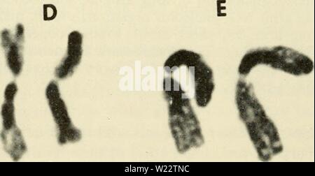 Image d'archive à partir de la page 111 de la cytologie (1961) Banque D'Images