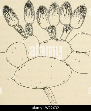 Image d'archive à partir de la page 114 de Dansk botanisk arkiv (1913-1981). Dansk botanisk arkiv danskbotaniskark03dans Année : 1913-1981 Fig. 115. Galaxaura marginata (Solan- der). Partie d'une plante (environ 1,5:1). une main se trouve recueilli par LiEBMAN à La Havane et déterminé par Kjellman comme G. marginata. La plupart des pb- bien c'est le spécimen dont il parle. Kjellman souligne que les spécimens examinés par lui conviennent bien à la figure de SoLANDER, et que les deux usines ont également été recueillies dans près de la même région qu'il considère lui-même en- intitulé pour voir les spécimens de Areschoug de Solander espèces. Le r Banque D'Images
