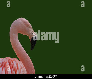 Vue latérale d'un flamant rose, nom scientifique Phoenicopteridae, isolé devant un fond vert sombre, animal Banque D'Images