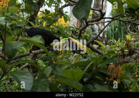 Toucan sur amandier tropical rainforest Costa Rica Banque D'Images