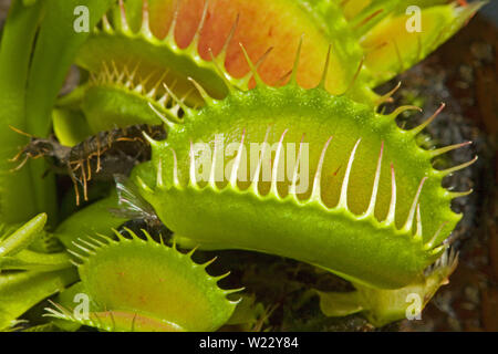 La dionée (Dionaea muscipula), est une commune de plantes carnivores dans la partie sud-est des États-Unis. Banque D'Images