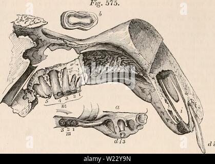 Image d'archive à partir de la page 117 de la cyclopaedia d'anatomie et de Banque D'Images