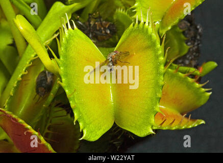 La dionée (Dionaea muscipula), est une commune de plantes carnivores dans la partie sud-est des États-Unis. Banque D'Images