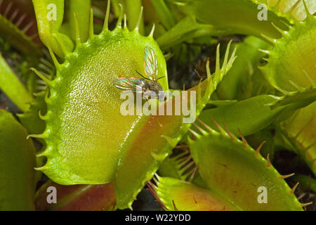 La dionée (Dionaea muscipula), est une commune de plantes carnivores dans la partie sud-est des États-Unis. Banque D'Images