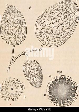 Image d'archive à partir de la page 119 de la cyclopaedia d'anatomie et de Banque D'Images