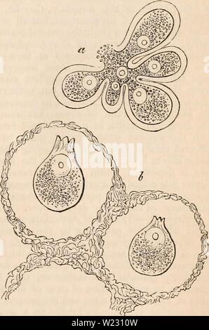 Image d'archive à partir de la page 122 de la cyclopaedia de l'anatomie et. La cyclopaedia de l'anatomie et physiologie cyclopdiaofana05todd Année : 1859 Structure et la formation des ovules dans Acephala. (.De Lecaze Duthiers.') a. Partie de l'ovaire avec trois pediculated ovicapsules et contenus ovules de rusti- curn Cardium, grossie 400 diamètres ; le micropyle est ensuite formé à l'endroit où le pe'dicles sont détachés de l'coaca sécrétant de l'ovaire. b. Ovule immature de Spondylus magni- fait gtederopus 170 diamètres, montrant les restes de la cap- sule à la partie supérieure, et la projection de t Banque D'Images