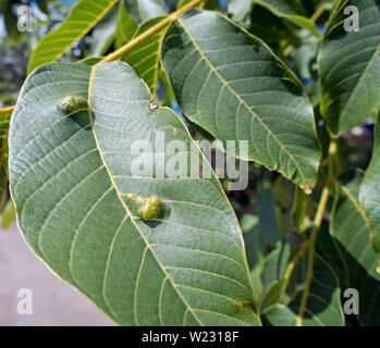 Gall wasp les oeufs et larves ou vers blancs sur les feuilles de noyer. Cynipidae. larve, grub. Banque D'Images