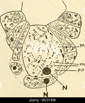 Image d'archive à partir de la page 123 du cytoplasme de l'usine Banque D'Images