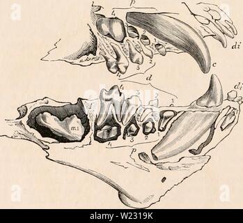 Image d'archive à partir de la page 123 de la cyclopaedia d'anatomie et de Banque D'Images