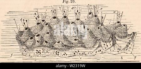 Image d'archive à partir de la page 123 de la cyclopaedia d'anatomie et de Banque D'Images