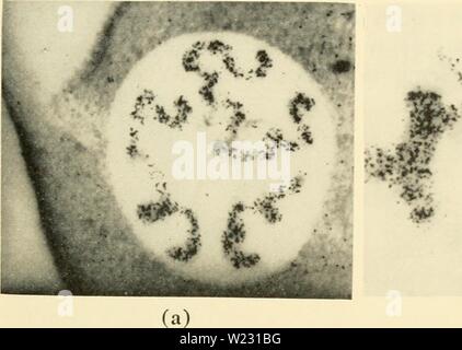 Image d'archive à partir de la page 124 de la cytologie (1961) Banque D'Images