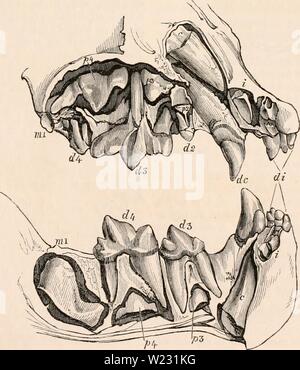 Image d'archive à partir de la page 124 de la cyclopaedia d'anatomie et de Banque D'Images