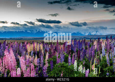 Lupin colorés de fleurs au bord de la route, région du Mackenzie, île du Sud, Nouvelle-Zélande Banque D'Images