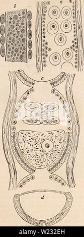 Image d'archive à partir de la page 126 de la cyclopaedia d'anatomie et de Banque D'Images