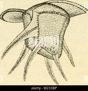 Image d'archive à partir de la page 129 du plancton-süsswasser Das ; Einführung in die. Süsswasser das-plancton ; Einführung in die freischwebende unserer organismenwelt teiche, flüsse und seebecken dasssswasserpl00zach Année : 1911 iFtg. 51. Omitho- cercus magnificus. Eur iq. 52. Ceratocorys horrida. Banque D'Images