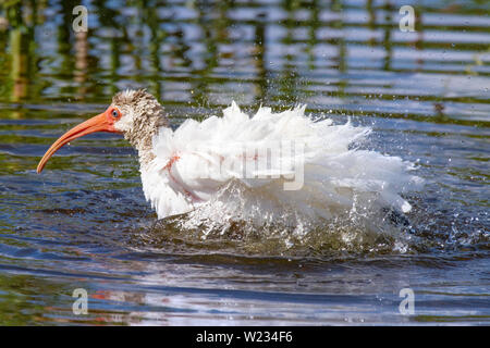 Un jeune Ibis prend un bain dans un petit ruisseau dans les marécages de la Floride. Banque D'Images