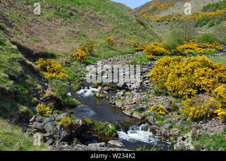 Carey brûler, Harthope Valley, Northumberland Banque D'Images