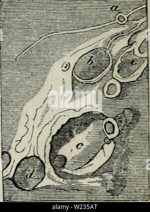 Image d'archive à partir de la page 135 de Das Weltall ; Beschreibung und Geschichte Banque D'Images