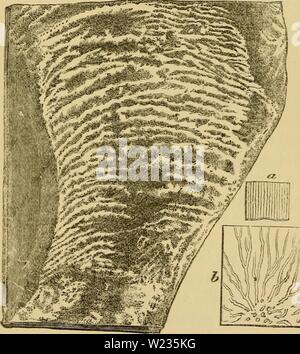 Image d'archive à partir de la page 136 de l'aube de la vie d'être la. L'aube de la vie : être l'histoire des plus anciens restes fossiles, et leur relation avec le temps géologique et au développement de l'animal kingdom dawnoflifebeingh00daws Année : 1875 LA PRÉSERVATION DES lOZOON. Mauvais (&g. 30) présente une forme claviformes, comme si elle avait été une personne prise en charge sur une extrémité au fond de la mer. Il montre, comme le fait, aussi l'échantillon, le calumet originale approche septa et le charbon- escing à la marge de la forme, où il y avait des Fig. 30. Eozoon de Tudor. Les deux tiers de la taille naturelle, Banque D'Images
