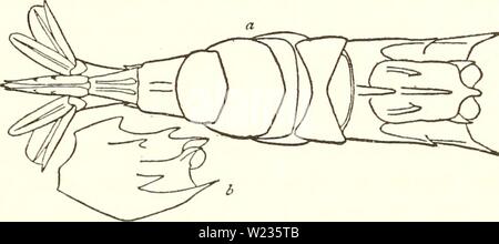 Image d'archive à partir de la page 136 de crustacés de la Northwest Banque D'Images