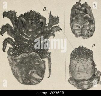 Image d'archive à partir de la page 138 de crustacés décapodes des Bermudes (1908-1922). Les crustacés décapodes d decapodcrustacea Bermudes00linea Année : 1908-1922 A. E. Verrill-les crustacés décapodes des Bermudes. I-.', j'Il semble presque à Ilapalocarcinus StimIP alliées marsupialis- SOU, qui fait 'curieux' maisons parmi les branches de Pocillo- pora. ewspitosa Les branches de corail, dans le dernier cas, grandissent autour du crabe et de l'entourer, laissant plusieurs petites ouvertures pour l'entrée de l'eau et de la nourriture, mais à partir de laquelle le crabe ne peut pas émerger. Dans ce dernier, cependant, l'avant de la carapace est plat, n Banque D'Images