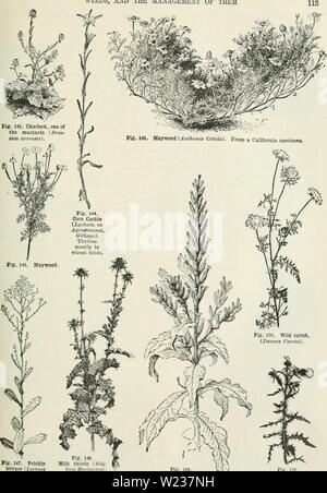 Image d'archive à partir de la page 142 de la Cyclopaedia de cultures agricoles Banque D'Images