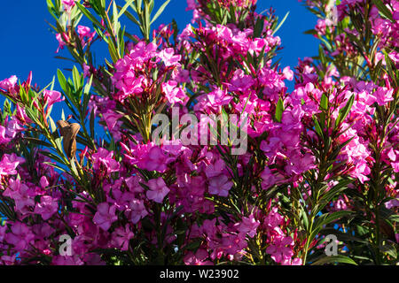 Pêcher en fleur au printemps. Journée ensoleillée dans un jardin. Banque D'Images