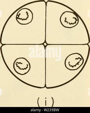 Image d'archive à partir de la page 146 de la cytologie (1961) Banque D'Images