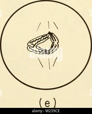 Image d'archive à partir de la page 146 de la cytologie (1961) Banque D'Images