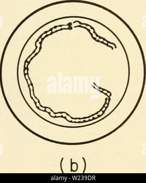 Image d'archive à partir de la page 146 de la cytologie (1961) Banque D'Images