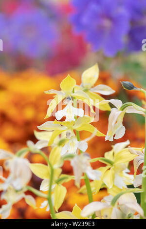 Sanguisorba fleurs hybrides. Orchidées Noël Banque D'Images