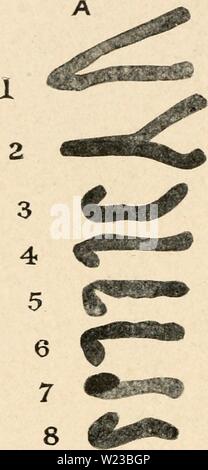 Image d'archive à partir de la page 151 de la cytologie, avec référence spéciale à Banque D'Images