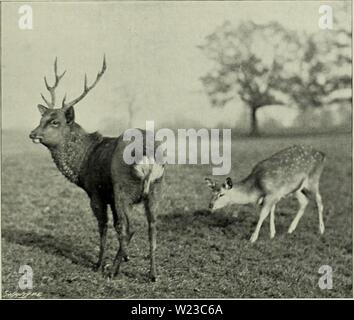 Image d'archive à partir de la page 152 de la deer de toutes les terres ;. Les chevreuils de tous les pays ; une histoire de la famille des cervidés vivant et deerofalllandshi00lyde Année : 1898 Sika 115 mandchoue de noir. Les taches et une pointe de rouge souvent conservé des quartiers arrière de n à pelage d'hiver. Le spécimen type de cette forme de financement était un buck achetés par M. de Swinhoe Ying-tzu-kou (Nuchwang), le port de la Mandchourie, et transmis à la London Zoological Gardens, où il est arrivé en juillet 1864. Il est figuré par M. Sclater, dans la plaque xxxi de vol. vii. de la Société'les transactions, en été pel Banque D'Images