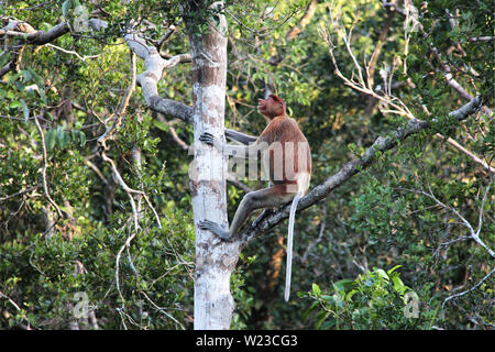 Proboscis Monkey assis sur une branche et à la recherche sur l'arbre dans la jungle de Bornéo, en Indonésie, l'Asie du sud-est. Banque D'Images