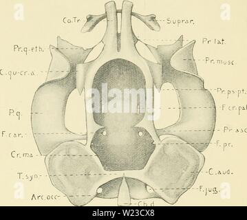 Image d'archive à partir de la page 154 de De ontwikkeling van het chondrocrâne. De ontwikkeling van het chondrocrâne van Alytes obstetricans voor de Metamorphose deontwikkelingva00cars Année : 1921 PI. I. C, d Fig. 3. - S U pfiT Banque D'Images