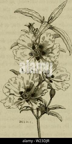 Image d'archive à partir de la page 156 de De la fécondation naturelle et de la fÃcondation vÃgÃtaux naturelle et artificielle des et de l'hybridation, considÃrÃe dans ses rapports avec l'horticulture, l'agriculture et la sylviculture, contenant les moyens pratiques d'opÃrer l'hybridation et de crÃer des variÃtÃs delafcondation facilement nouvelles1862leco Année : 1862 CISTINÃES FAMILLE réside. Je l'i7 c'est le levier de l'UA du soleil, ou mieux uu peu auparavant, (ju il faudrait enlever les Ãtamines. On peut, pour faciliter, Ãcarter TopÃra- tion les pÃtales ou mÃªme, les couper et les supprimer avec les Ãtamines. Le Banque D'Images