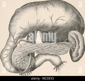 Image d'archive à partir de la page 157 de la cyclopaedia d'anatomie et de Banque D'Images