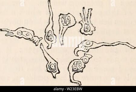 Image d'archive à partir de la page 157 de la cyclopaedia d'anatomie et de Banque D'Images