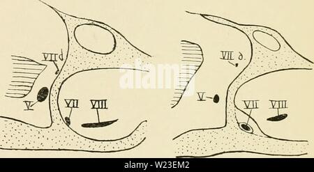 Image d'archive à partir de la page 158 de De ontwikkeling van het chondrocrâne. De ontwikkeling van het chondrocrâne van Alytes obstetricans voor de Metamorphose deontwikkelingva00cars Année : 1921 Fig. 17a. La FIQ. 17b. f 5 de la Fia. 21. Banque D'Images