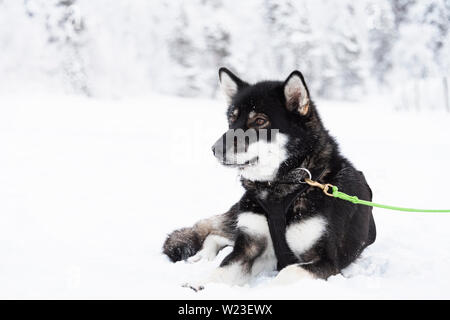 La Finlande, Inari - Janvier 2019 : chien husky en faisant une pause entre tire luge Banque D'Images