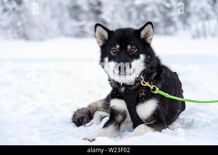 La Finlande, Inari - Janvier 2019 : chien husky en faisant une pause entre tire luge Banque D'Images