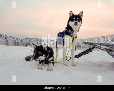 La Finlande, Inari - Janvier 2019 : Paire de chiens en attente d'exécution au coucher du soleil et tirer un traîneau Banque D'Images