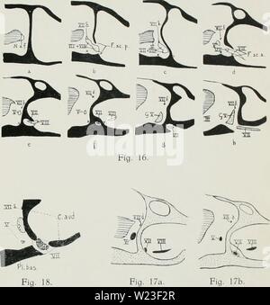 Image d'archive à partir de la page 159 de De ontwikkeling van het chondrocrâne. De ontwikkeling van het chondrocrâne van Alytes obstetricans voor de Metamorphose deontwikkelingva00cars Année : 1921 Fig. 20a Van Seters del. T f s Fig. 21. Banque D'Images