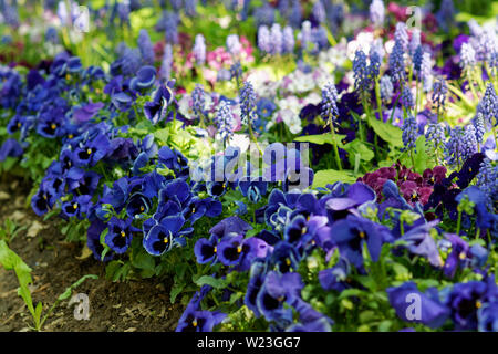 Viola bleu fleurs dans le jardin, piscine shot Banque D'Images