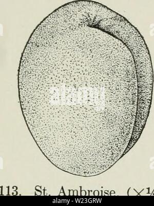 Image d'archive à partir de la page 164 de Cyclopedia de fruits Hardy (1922). Cyclopedia de hardy fruits cyclopediaofhar00hedr Année : 1922 112. Shense. (Xy2) l'abricot ; russe plus robustes que l'arbre est vigoureux, beau, productif, et le fruit de grandes et de bonne qualité dans l'Iowa et Nw- braska. Dans ce dernier état, la variété est cultivée sous le nom Acme. Shense originaux- tion d'une pierre de Chine à propos de 1883. Le fruit apparaît comme suit à New York : début de fruits ; grand, 2 pouces de diamètre, rond, comprimé ; engluer distinctes ; la couleur jaune pâle, la moitié exposée au soleil overspread Banque D'Images