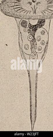 Image d'archive à partir de la page 168 de l'Süsswasserplankton ; Methode und Resultate Banque D'Images