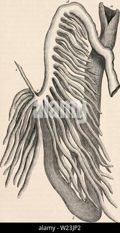 Image d'archive à partir de la page 168 de la cyclopaedia d'anatomie et de Banque D'Images