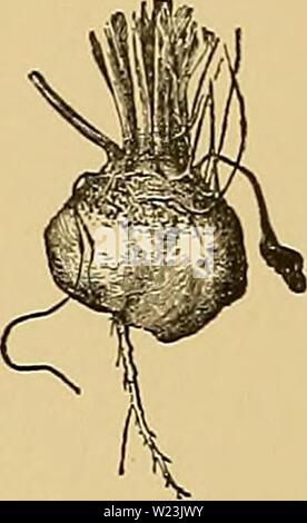Image d'archive à partir de la page 169 de la Cyclopaedia of American horticulture, comprenant. Cyclopedia of American horticulture, comprenant des suggestions pour la culture de plantes horticoles, les descriptions des espèces de fruits, légumes, fleurs et plantes ornementales vendues aux États-Unis et au Canada, ainsi que des notes biographiques et géographiques cyclopediaofamer01sous caution1 Année : 1900 200. Un plan d'oi tapis complexe lit. filtrage. Le songe de paillis de fumier décomposé en demi-les plantes permet de prendre toute l'humidité dont ils ont besoin pendant la sécheresse et pour le garder. Le sol doit être dans des conditions idéales Banque D'Images