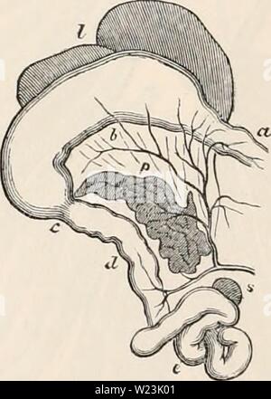 Image d'archive à partir de la page 169 de la cyclopaedia d'anatomie et de Banque D'Images